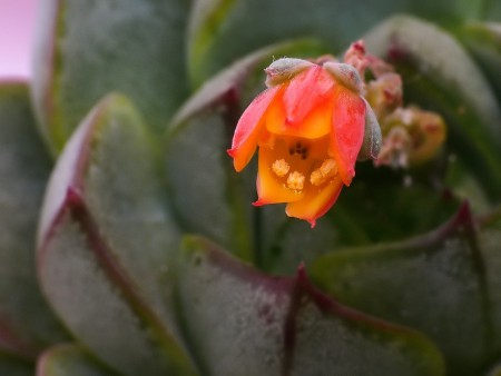 Echeveria dehrenbergii cv.